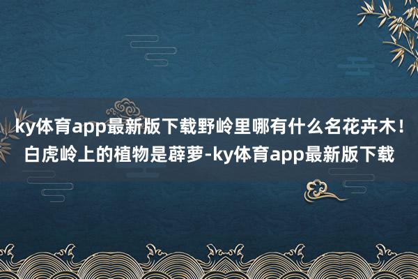 ky体育app最新版下载野岭里哪有什么名花卉木!白虎岭上的植物是薜萝-ky体育app最新版下载
